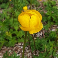Trollius europaeus 'Lemon Supreme'